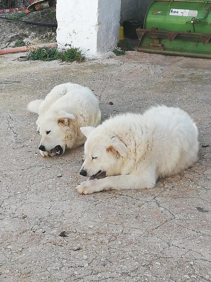 Masseria Ricci Фазано Екстериор снимка
