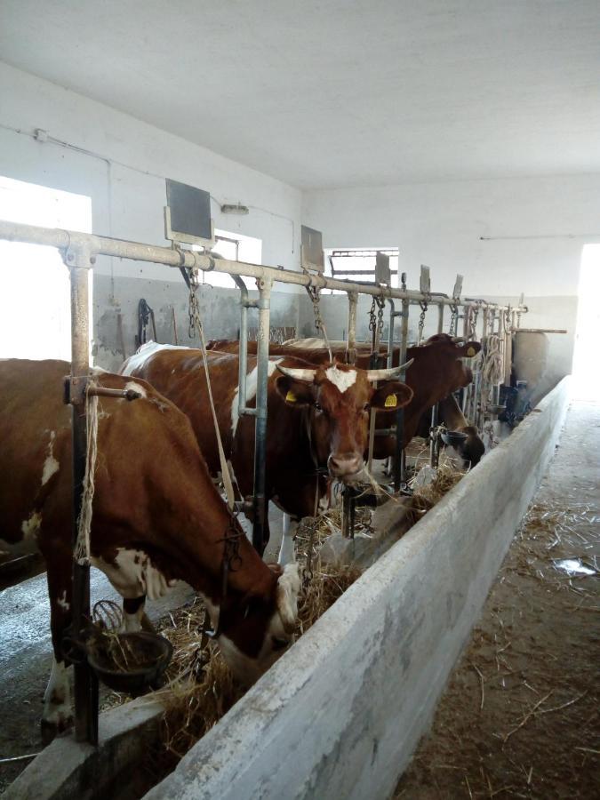 Masseria Ricci Фазано Екстериор снимка